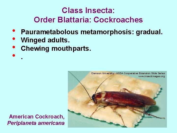 Class Insecta: Order Blattaria: Cockroaches • • Paurametabolous metamorphosis: gradual. Winged adults. Chewing mouthparts.