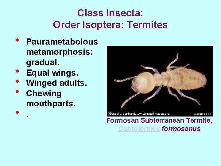 Class Insecta: Order Isoptera: Termites • • • Paurametabolous metamorphosis: gradual. Equal wings. Winged