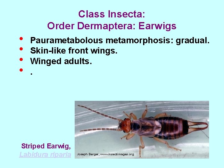  • • Class Insecta: Order Dermaptera: Earwigs Paurametabolous metamorphosis: gradual. Skin-like front wings.