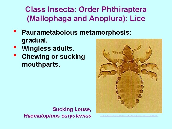 Class Insecta: Order Phthiraptera (Mallophaga and Anoplura): Lice • • • Paurametabolous metamorphosis: gradual.