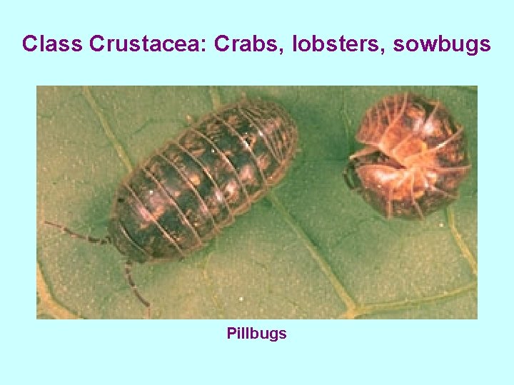 Class Crustacea: Crabs, lobsters, sowbugs Pillbugs 