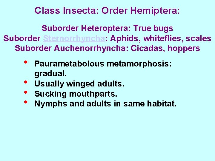 Class Insecta: Order Hemiptera: Suborder Heteroptera: True bugs Suborder Sternorrhyncha: Aphids, whiteflies, scales Suborder