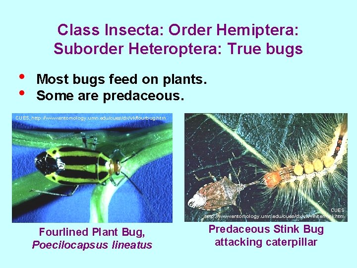 Class Insecta: Order Hemiptera: Suborder Heteroptera: True bugs • • Most bugs feed on