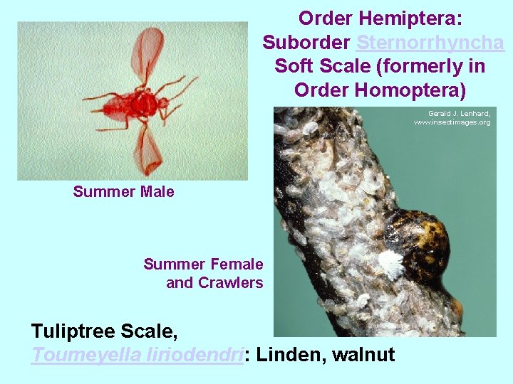 Order Hemiptera: Suborder Sternorrhyncha Soft Scale (formerly in Order Homoptera) Gerald J. Lenhard, www.