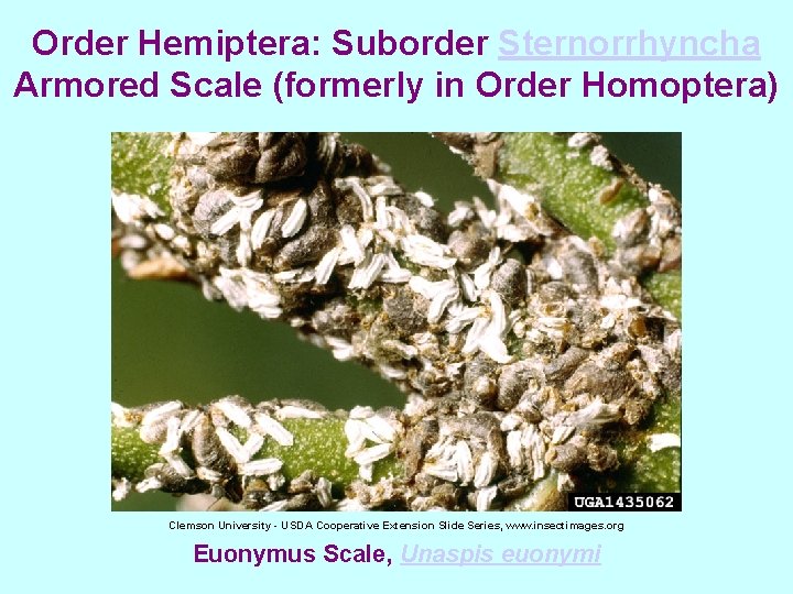 Order Hemiptera: Suborder Sternorrhyncha Armored Scale (formerly in Order Homoptera) Clemson University - USDA