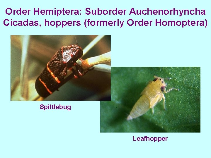 Order Hemiptera: Suborder Auchenorhyncha Cicadas, hoppers (formerly Order Homoptera) Spittlebug Leafhopper 