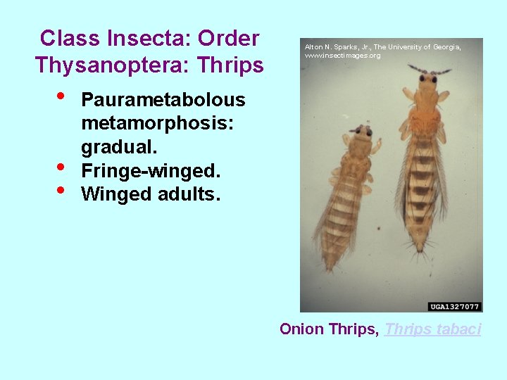 Class Insecta: Order Thysanoptera: Thrips • • • Alton N. Sparks, Jr. , The