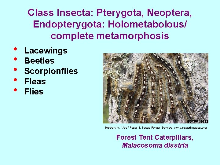 Class Insecta: Pterygota, Neoptera, Endopterygota: Holometabolous/ complete metamorphosis • • • Lacewings Beetles Scorpionflies