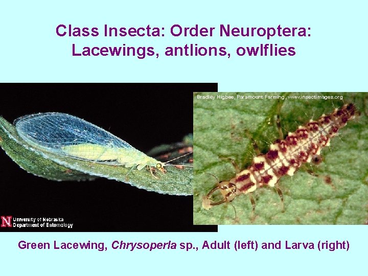 Class Insecta: Order Neuroptera: Lacewings, antlions, owlflies Bradley Higbee, Paramount Farming, www. insectimages. org