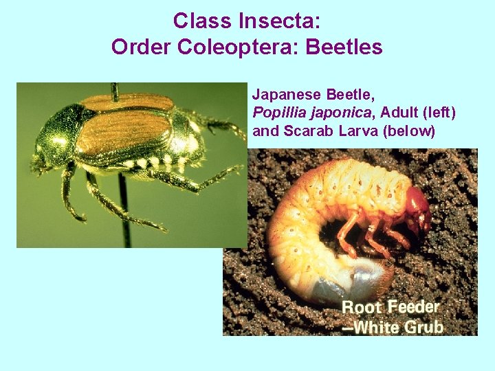 Class Insecta: Order Coleoptera: Beetles Japanese Beetle, Popillia japonica, Adult (left) and Scarab Larva