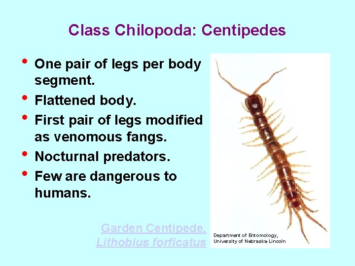 Class Chilopoda: Centipedes • One pair of legs per body • • segment. Flattened
