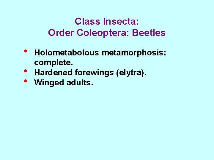 Class Insecta: Order Coleoptera: Beetles • • • Holometabolous metamorphosis: complete. Hardened forewings (elytra).