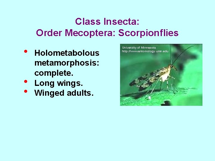 Class Insecta: Order Mecoptera: Scorpionflies • • • Holometabolous metamorphosis: complete. Long wings. Winged
