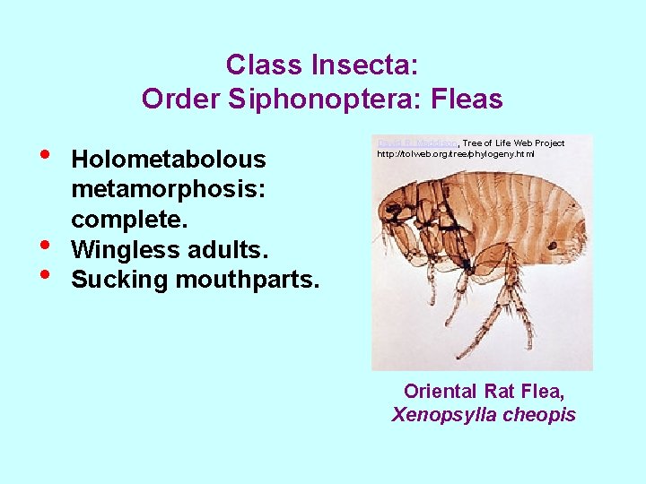 Class Insecta: Order Siphonoptera: Fleas • • • Holometabolous metamorphosis: complete. Wingless adults. Sucking