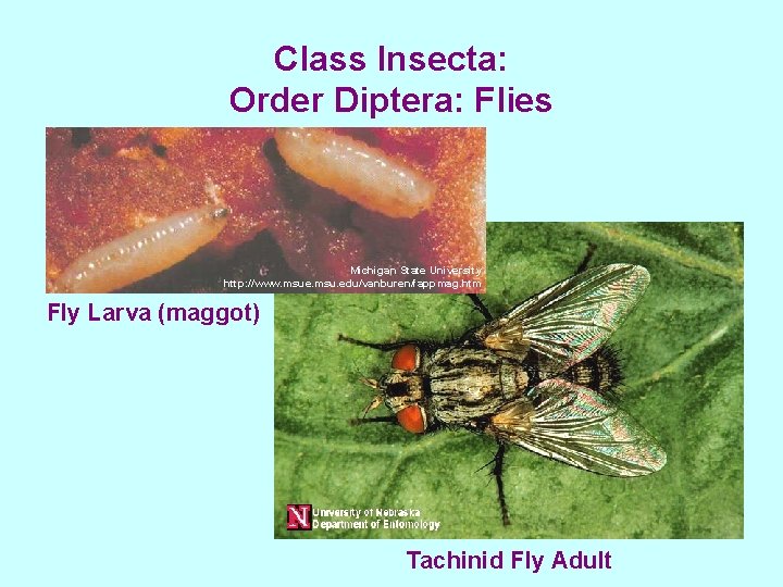 Class Insecta: Order Diptera: Flies Michigan State University http: //www. msue. msu. edu/vanburen/fappmag. htm
