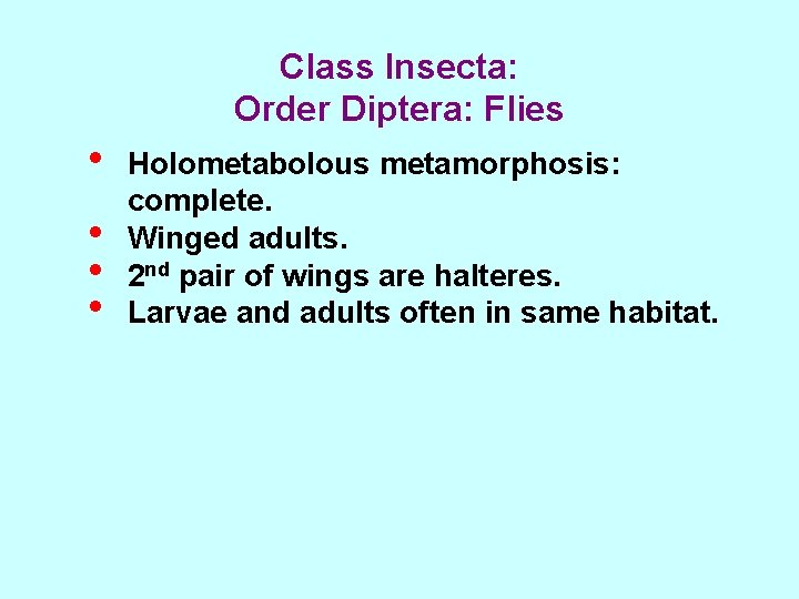 Class Insecta: Order Diptera: Flies • • Holometabolous metamorphosis: complete. Winged adults. 2 nd