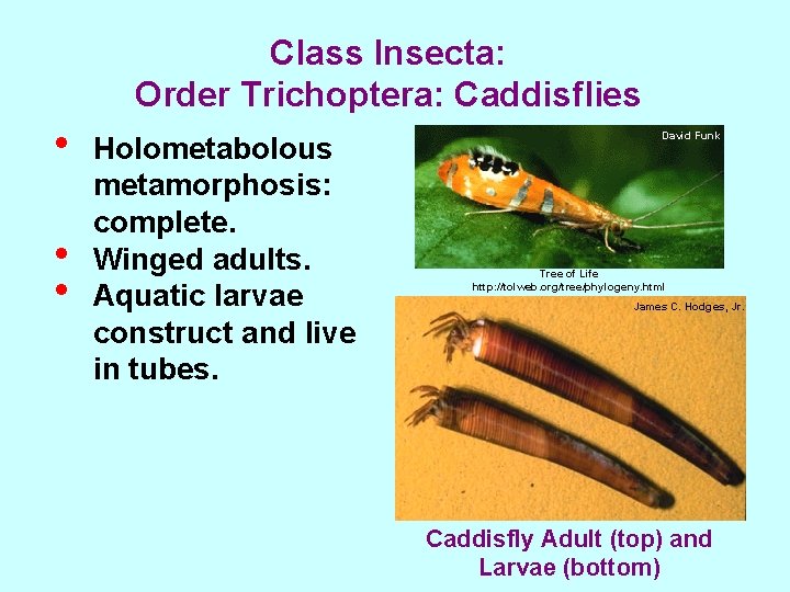 Class Insecta: Order Trichoptera: Caddisflies • • • Holometabolous metamorphosis: complete. Winged adults. Aquatic