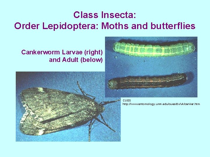 Class Insecta: Order Lepidoptera: Moths and butterflies Cankerworm Larvae (right) and Adult (below) CUES