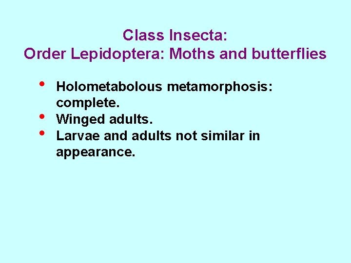 Class Insecta: Order Lepidoptera: Moths and butterflies • • • Holometabolous metamorphosis: complete. Winged