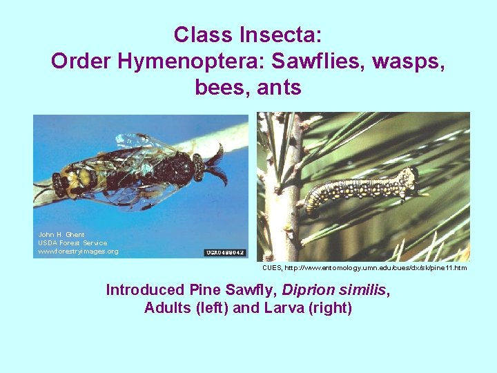 Class Insecta: Order Hymenoptera: Sawflies, wasps, bees, ants John H. Ghent USDA Forest Service