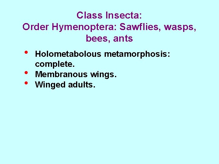 Class Insecta: Order Hymenoptera: Sawflies, wasps, bees, ants • • • Holometabolous metamorphosis: complete.