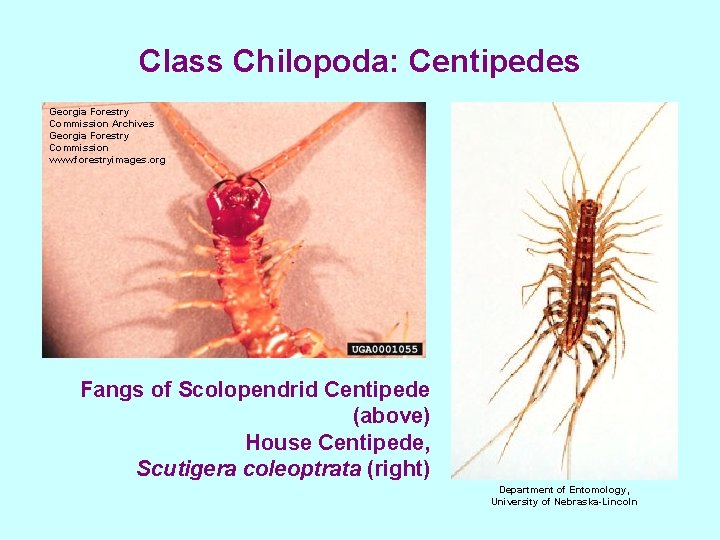 Class Chilopoda: Centipedes Georgia Forestry Commission Archives Georgia Forestry Commission www. forestryimages. org Fangs