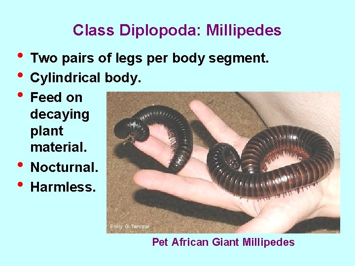 Class Diplopoda: Millipedes • Two pairs of legs per body segment. • Cylindrical body.