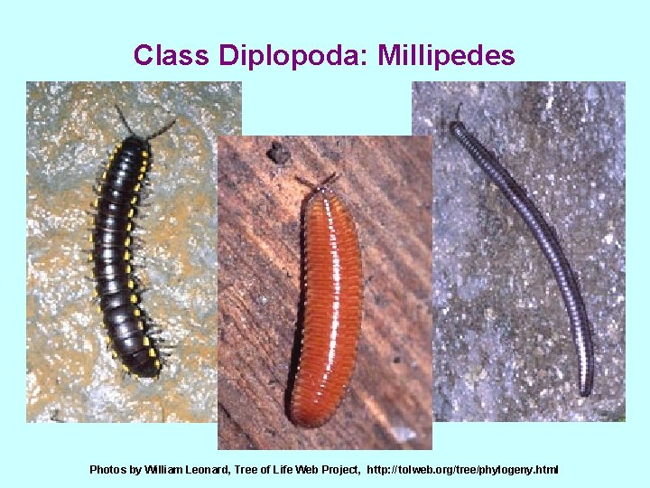 Class Diplopoda: Millipedes Photos by William Leonard, Tree of Life Web Project, http: //