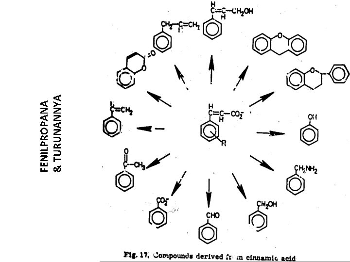 FENILPROPANA & TURUNANNYA 