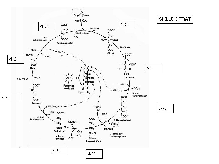 SIKLUS SITRAT 5 C 4 C 4 C 