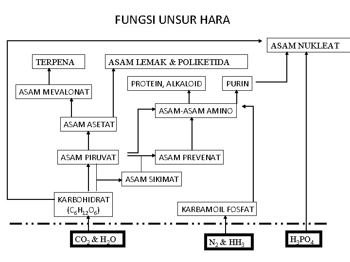 FUNGSI UNSUR HARA ASAM NUKLEAT TERPENA ASAM LEMAK & POLIKETIDA ASAM MEVALONAT PROTEIN, ALKALOID