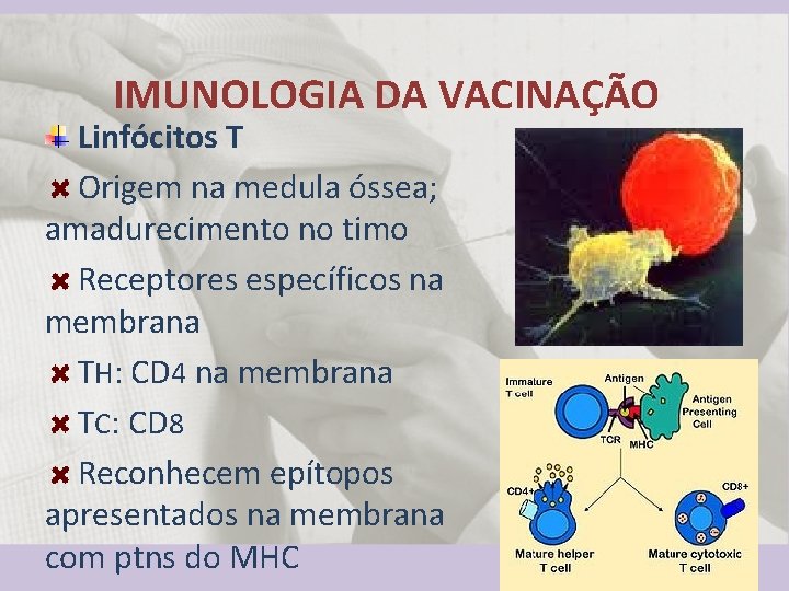 IMUNOLOGIA DA VACINAÇÃO Linfócitos T Origem na medula óssea; amadurecimento no timo Receptores específicos