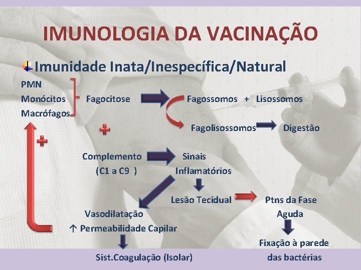IMUNOLOGIA DA VACINAÇÃO Imunidade Inata/Inespecífica/Natural PMN Monócitos Macrófagos Fagocitose Fagossomos + Lisossomos Fagolisossomos Complemento