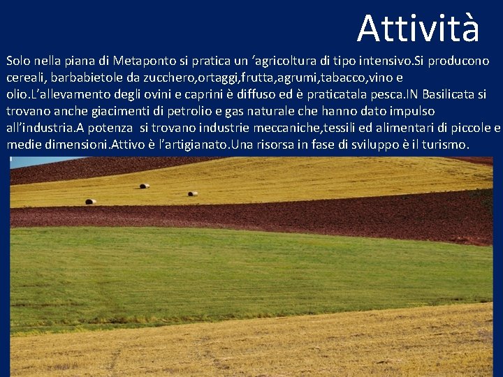 Attività Solo nella piana di Metaponto si pratica un ‘agricoltura di tipo intensivo. Si