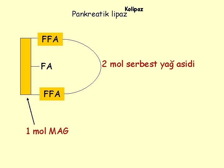 Kolipaz Pankreatik lipaz FA FFA FA 1 mol MAG 2 mol serbest yağ asidi