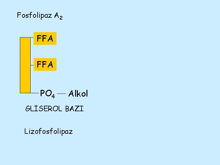 Fosfolipaz A 2 FFA FA PO 4 Alkol GLİSEROL BAZI Lizofosfolipaz 