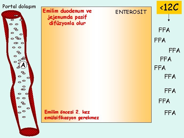 Portal dolaşım Emilim duodenum ve jejenumda pasif difüzyonla olur ENTEROSİT <12 C FFA FFA