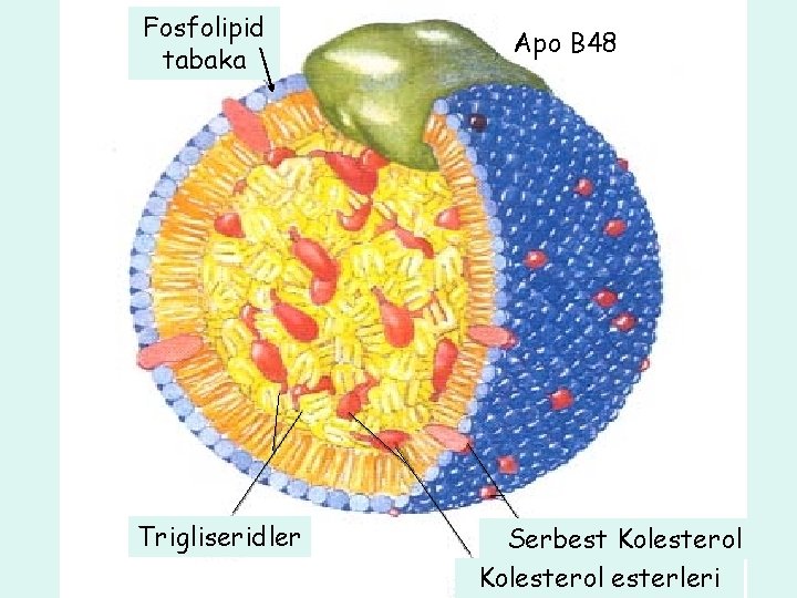 Fosfolipid tabaka Trigliseridler Apo B 48 Serbest Kolesterol esterleri 