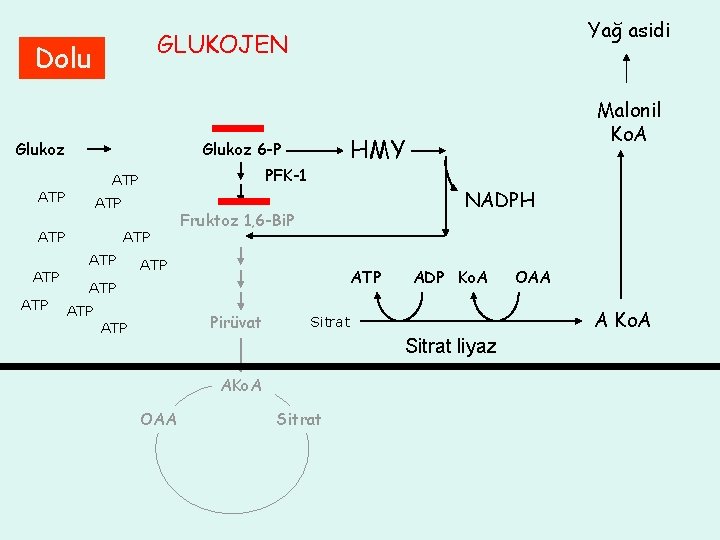 GLUKOJEN Dolu Glukoz ATP PFK-1 ATP ATP ATP NADPH Fruktoz 1, 6 -Bi. P