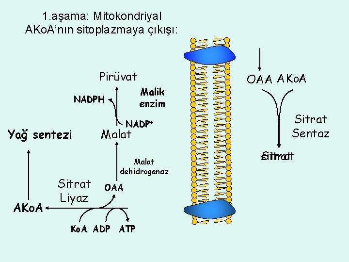 1. aşama: Mitokondriyal AKo. A’nın sitoplazmaya çıkışı: Pirüvat Malik enzim NADPH Yağ sentezi AKo.