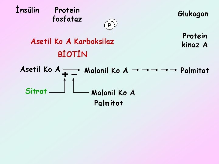 İnsülin Protein fosfataz Glukagon PP Asetil Ko A Karboksilaz BİOTİN Asetil Ko A Sitrat