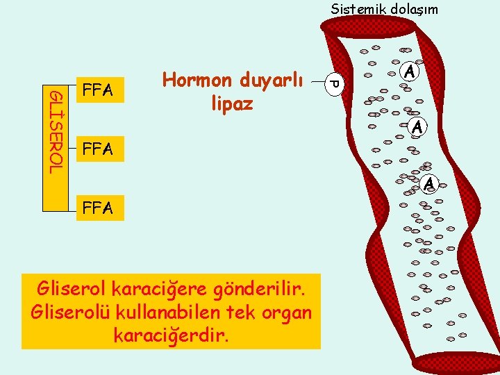 Sistemik dolaşım Hormon duyarlı lipaz FFA FA P GLİSEROL FA FFA FA Gliserol karaciğere