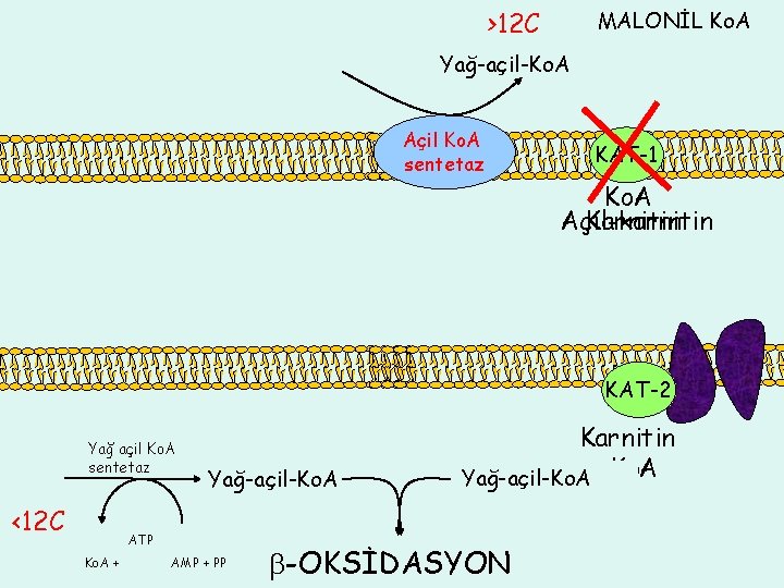 >12 C MALONİL Ko. A Yağ-açil-Ko. A Açil Ko. A sentetaz KAT-1 Ko. A