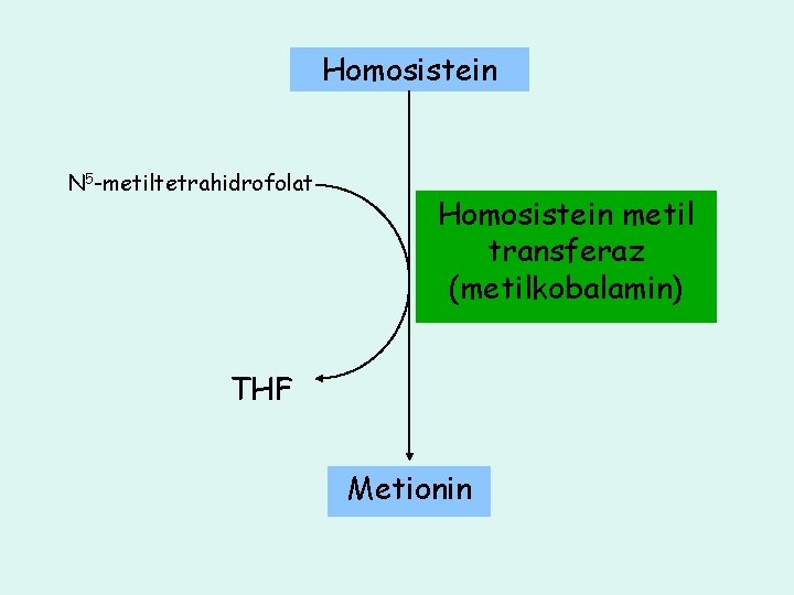 Homosistein N 5 -metiltetrahidrofolat Homosistein metil transferaz (metilkobalamin) THF Metionin 