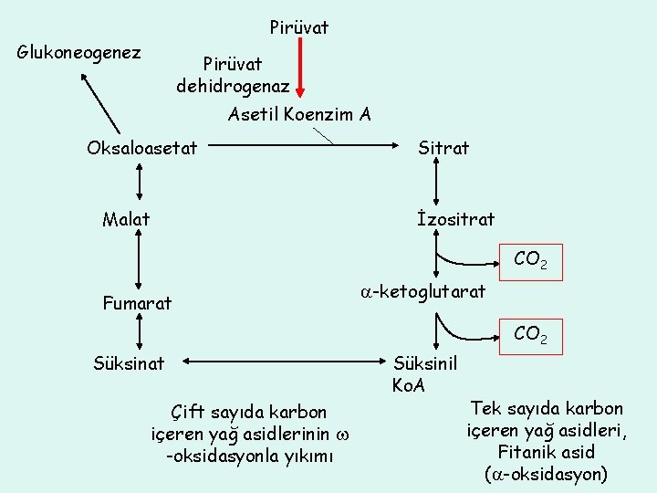 Pirüvat Glukoneogenez Pirüvat dehidrogenaz Asetil Koenzim A Oksaloasetat Malat Sitrat İzositrat CO 2 Fumarat