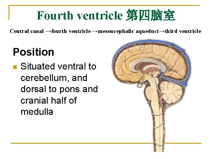 Fourth ventricle 第四脑室 Central canal →fourth ventricle →mesencephalic aqueduct→third ventricle Position n Situated ventral