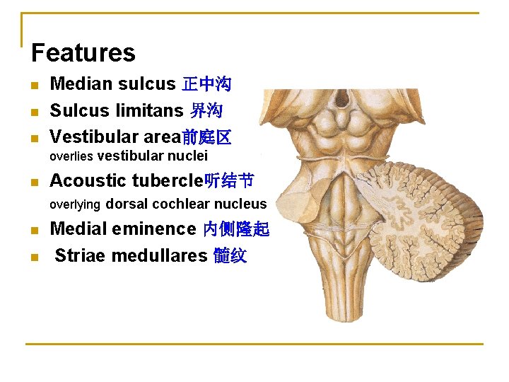 Features n n n Median sulcus 正中沟 Sulcus limitans 界沟 Vestibular area前庭区 overlies vestibular