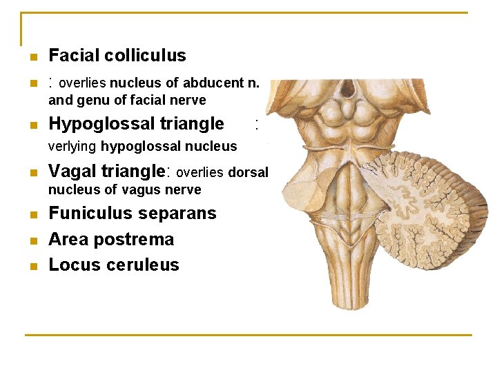n n Facial colliculus : overlies nucleus of abducent n. and genu of facial