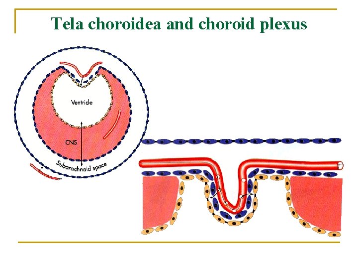Tela choroidea and choroid plexus 