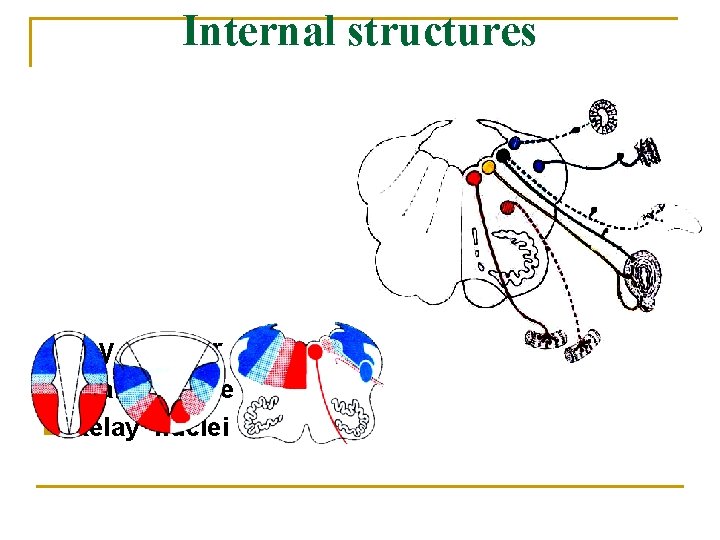 Internal structures Gray matter n n Cranial nerve nuclei Relay nuclei 
